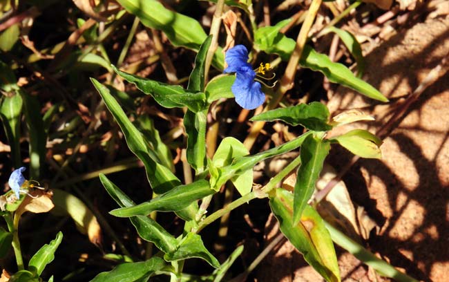 Commelina erecta, Whitemouth Dayflower, Southwest Desert Flora